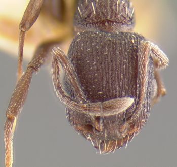 Media type: image;   Entomology 16358 Aspect: head frontal view